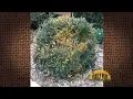 Q A - What s wrong with my boxwood Some leaves are yellowing