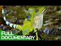 Lagu Wildest Indochina | Episode 2: Malaysia - Freaks of Nature | Free Documentary Nature