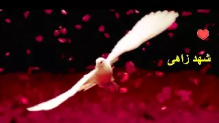 مصطفى سيد احمد والله نحنا مع الطيور المابتعرف 