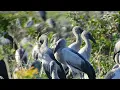 Download Lagu Explroing Bird 4K \u0026 HD Stock Videos 18