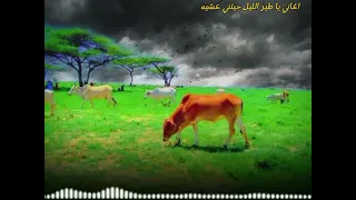 اغاني يا طير الليل جيتني عشيه المصمم السليك عبدالله ماغيره 