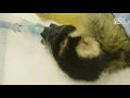 Squirrel monkey Romy visits the vet