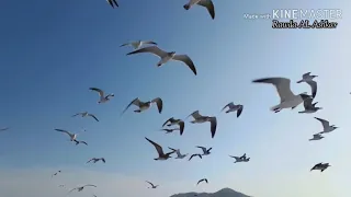 دعاء يريح القلوب ويشرح الصدور وكأنه صوت ملائكي للشيخ سعد الغامدي مع الحمد والإس  دندنها