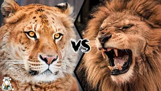 liger vs lion who is the strongest