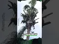 Lagu Masih Kurang Berpengalaman Menebang Pohon #shorts #pohon #kelapa