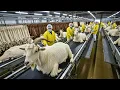 Inside the Goat-Leather Factory: From Farm to Luxury Gloves \u0026 Wallets | Full Process