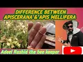 DIFFERENCE BETWEEN APISCERANA AND APIS MELLIFERA BEEKEEPING IN KASHMIR