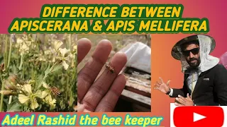 DIFFERENCE BETWEEN APISCERANA AND APIS MELLIFERA BEEKEEPING IN KASHMIR
