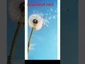 Download Lagu when I was a little girl my mama said to me|sorry if bad|dandelions are my actual fav tho