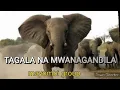 Download Lagu MWANAGANDILA NA TAGALA SIKILIZA MPAKA MWISHO TUNAKULETEA BURUDANI YA ASILI KILA SIKU