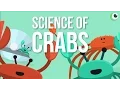Beautiful Science - The Science of Crabs
