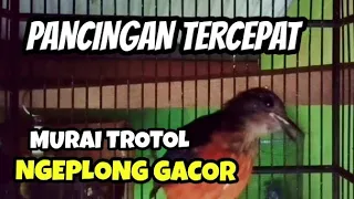 Download Pancingan tercepat !!! Murai Batu TROTOL biar cepat bunyi gacor MP3