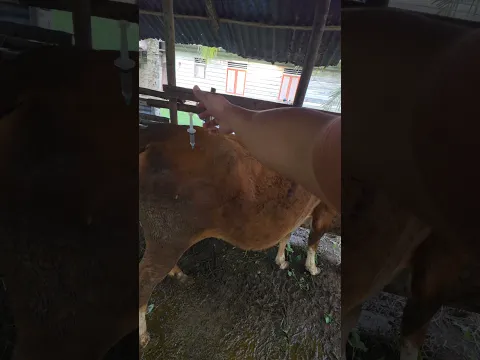 Penyuntikan antibiotik pada sapi dara #cow #shorts #animals