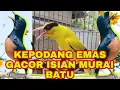 Download Lagu Kepodang emas gacor full isian, Bongkar isian semua burung kicau.