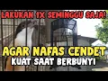 Download Lagu Cara Membuat Cendet Memiliki NAFAS/STAMINA Yang Kuat Saat Berbunyi