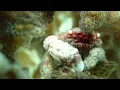 Crabs Feed on Plankton and Algae