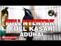 Download Lagu FULL NYENTAK FULL KASAR ADUHAI UNTUK MASTERAN SEMUA JENIS BURUNG JUARA