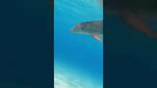 WILD DOLPHINS!! Swimming behind my boat