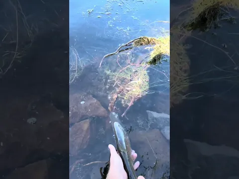 A few more nice trout!!! Love this sound!!! A River Tuns Through It!