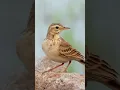 Lagu Long billed pipit or brown rock pipit bird #birds #nature #birdsounds #bird #forest #shorts