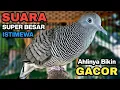 Lagu Perkutut Lokal Gacor Suara Kung Besar Pancingan Burung Perkutut Agar Bunyi.