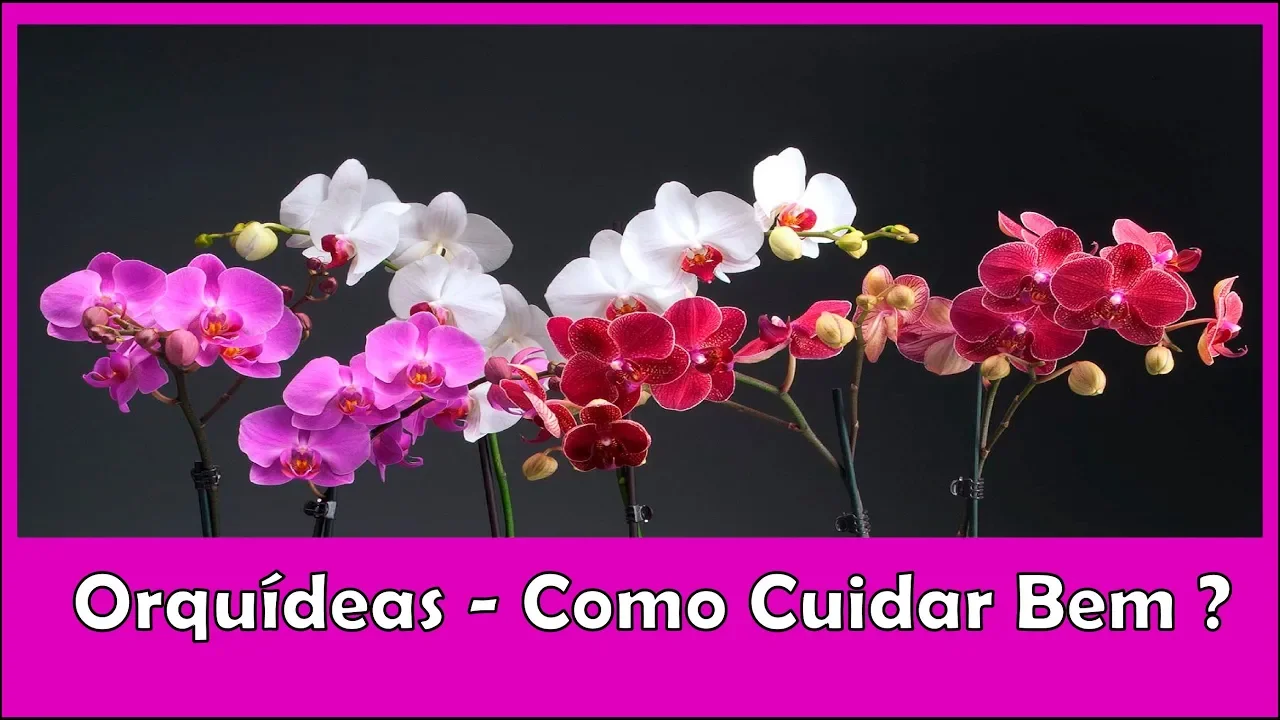 ORQUÍDEAS COMO CUIDAR BEM DESTA PLANTA