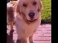 Golden retriever ignores touch of mans hand