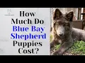 How Much Do Blue Bay Shepherd Puppies Cost