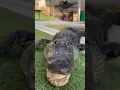 Gators being gators today at the park