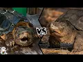 ALLIGATOR SNAPPING TURTLE VS COMMON SNAPPING TURTLE - Who Would Win