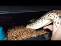 Pumpkin Head Sumatran Short Tail Python Clutch Pulling