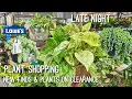 NEW Houseplants at Lowes Plant Shopping