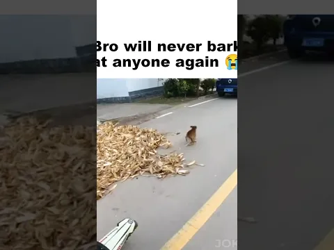 Bro's not gonna bark again 😭🥀