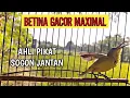 Download Lagu SOGON BETINA PIKAT MEMANGGIL JANTAN AMPUH UNTUK PANCINGAN SOGON AGAR BUNYI DAN NAIK BIRAHI