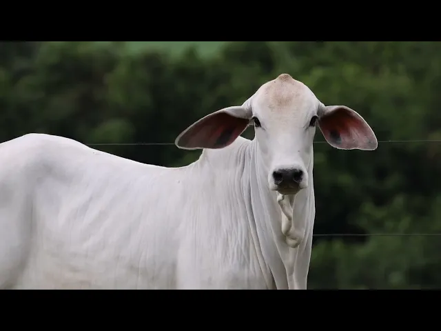 Novilha Tabapuã  TTAR - 684