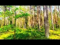 Download Lagu Natural ASMR 🌿 Relaxing Nature Sounds for Sleep and Meditation