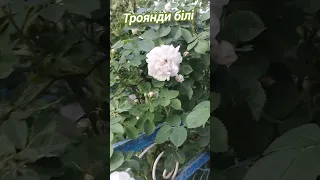 Білі троянди літо2025 квіти Flowers троянди всьогопотрошкууселі 