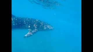 La Paz Whale Shark