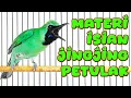 Download Lagu MATERI MEWAH..! JINGJING PETULAK JURI PASTI SUKA AUTO KONCER BOS #cucakijo #lombacucakijo #mewah