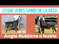 Lo que debes saber de la raza Anglo nubiana o Nubia