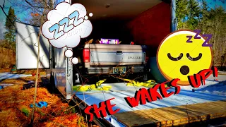 roxie the 500hp ranger wakes up 