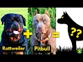 WHAT IF a Rottweiler is Crossbred With Pitbull terrier