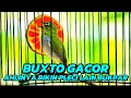 Download Lagu PLECI GACOR🔥PANCINGAN PLECI BAHAN TERAPI PLECI DI PAGI HARI‼️
