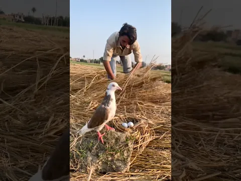 Bezuban🕊️no ki madat😰kardiya karo helppigeon #kabutarvideo #viralpigeon #shortfeed