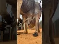 Download Lagu Baby kangaroo is peeking out of the pouch 🥰🦘 #animals #cuteanimals #shorts