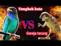 Download Lagu Masteran burung gereja tarung vs tengkek buto | ngerol panjang #cendetgacor#masteranburung