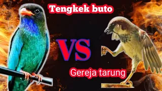 masteran burung gereja tarung vs tengkek buto ngerol panjang cendetgacor masteranburung