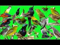 Download Lagu SUARA PIKAT SEMUA JENIS BURUNG KECIL RIBUT !! SUARA PIKAT PALING AMPUH BUAT SEMUA JENIS BURUNG LIAR