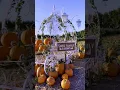 Beautiful Pumpkin Patch