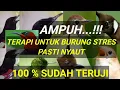 Download Lagu download mp3 TERAPI UNTUK SEMUA BURUNG KICAU STRES || SEMUA BURUNG PASTI NYAUT